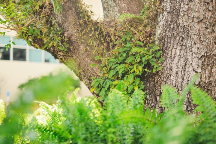 6 Most Common Allergies in South Florida