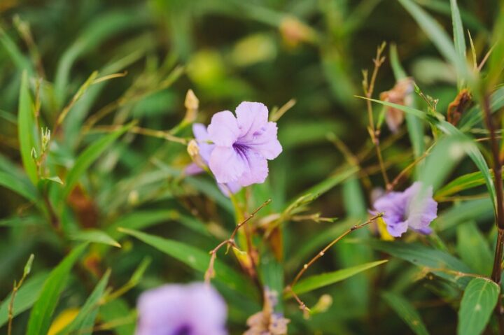 6 most common allergies in south florida