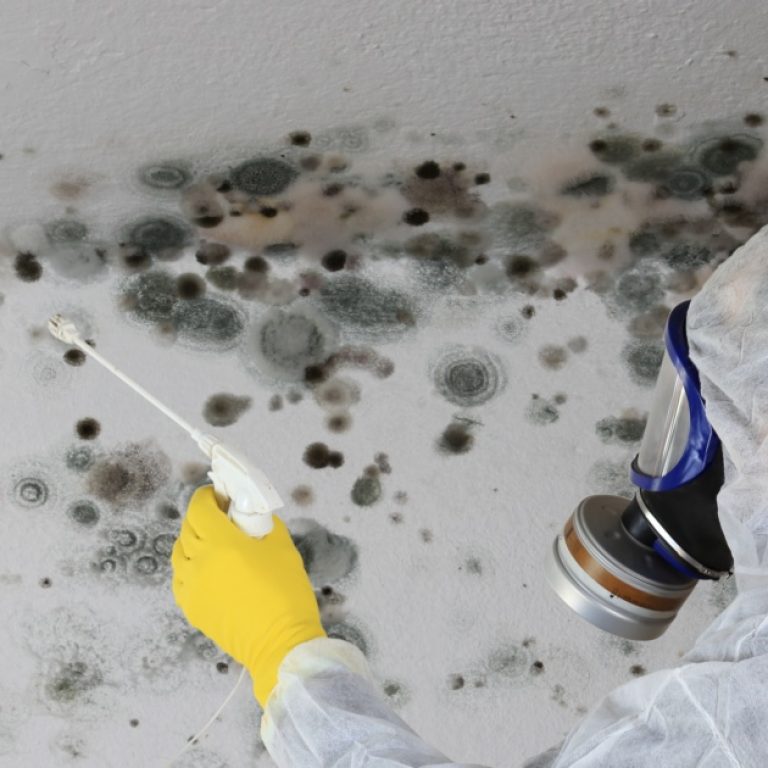 allergy to mold